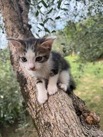 Cucciolo di gatto molto affettuoso