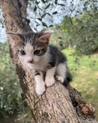 Cucciolo di gatto molto affettuoso