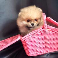 Cuccioli spitz pomerania mini toy