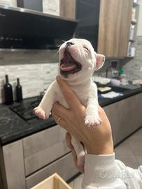 Cuccioli di bulldog francese