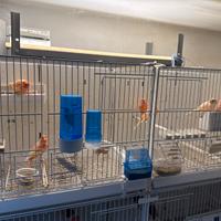 Canarini Arlecchino Portoghese