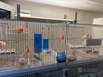 Canarini Arlecchino Portoghese