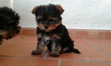 Yorkshire terrier