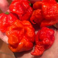 Carolina Red Super piccante e altri ..vedi foto