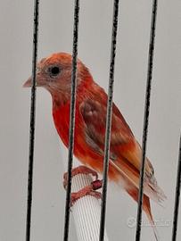 Cardinalino del Venezuela