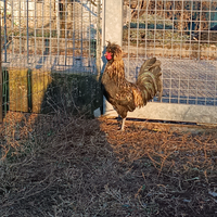 Gallo padovano