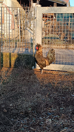 Gallo padovano
