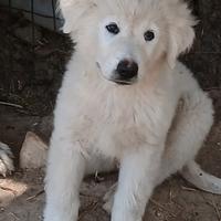 Cucciolo di maremmano
