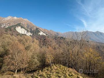 Terreni adibiti a bosco