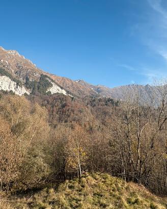 Terreni adibiti a bosco