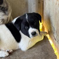 Cucciolo Asia centrale simil