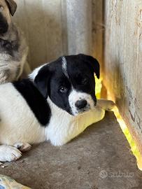 Cucciolo Asia centrale simil