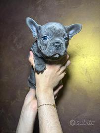 Bulldog francese