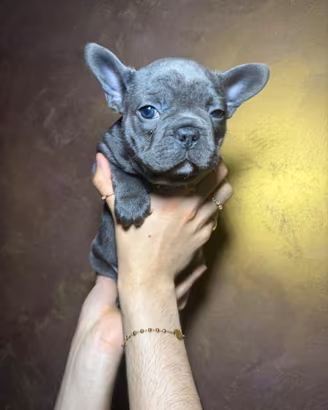 Bulldog francese