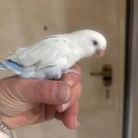 Inseparabile allevato a mano