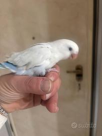 Inseparabile allevato a mano