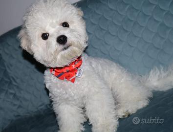 Cagniolini, cuccioli Bichon a poil frisè