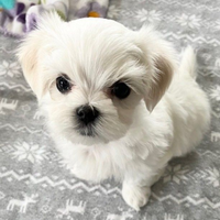 Maltesini Toy bianchi