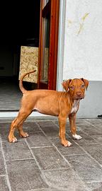 ULTIMA Cucciola di Pitbull UKC Red Nose