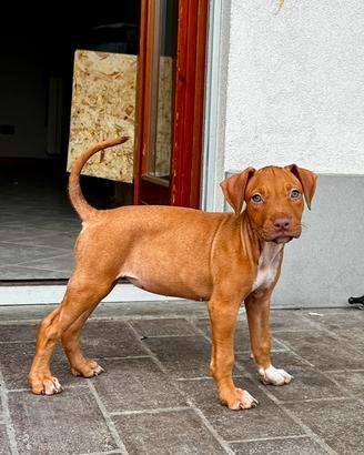 ULTIMA Cucciola di Pitbull UKC Red Nose