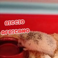 Riccio africano
