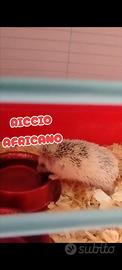 Riccio africano
