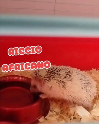 Riccio africano albino pagamento anche a rate