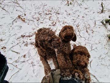 Lagotto Romagnolo