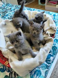 Cuccioli british