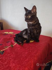 Bayer gattino 4 mesi