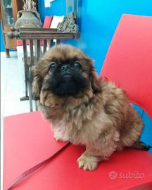 Cucciolo Pechinese