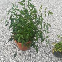 Bambu' sacro - nandinia domestica