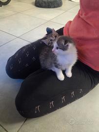 2 gattini scottish fold bellisimi