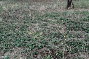 Terrenoo edificabile