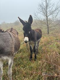 Vendita Asino