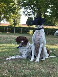 Cuccioli bracco pointer / caccia - tartufi
