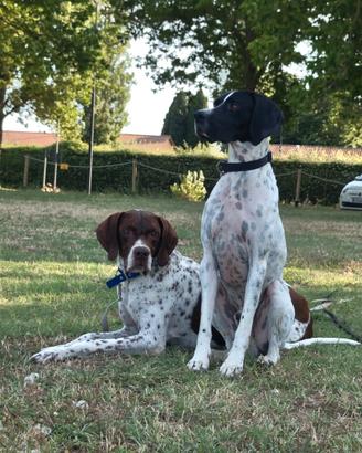 Cuccioli bracco pointer / caccia - tartufi