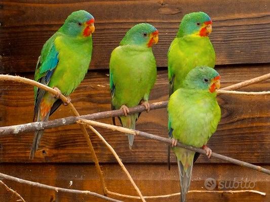 Disco Orario per auto omologato con Pappagallo Parrots rosso