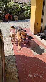 Pastore Tedesco X Kangal