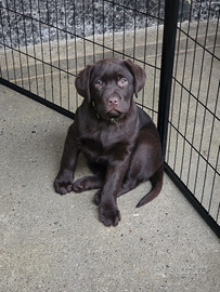 Cuccioli labrador chocolate