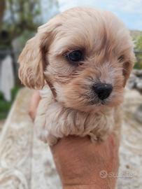 Due maschietti di maltipoo