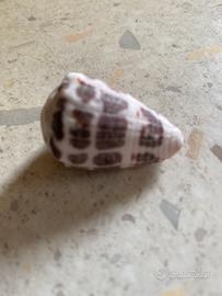 Conchiglie da collezione
