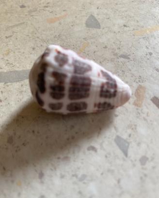 Conchiglie da collezione