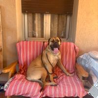 Cani corso maschi X accoppiamento