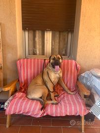 Cani corso maschi X accoppiamento