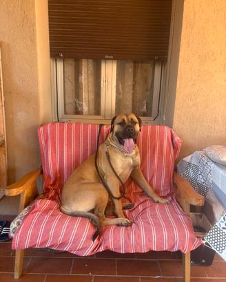 Cani corso maschi X accoppiamento