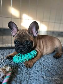Cucciolo bulldog francese