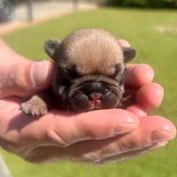 Bulldog Francese