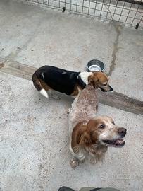 Epagneul Breton e Beagel