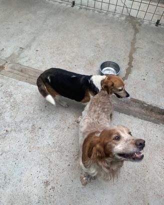 Epagneul Breton e Beagel